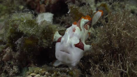 Clown-Frogfish-holding-onto-sea-grass-on-coral-reef