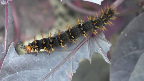 Pretty-Black-Orange-Caterpillar-feeds-on-leaves-in-forest-during-daytime---macro,-Entomology-of-Caterpillars-in-Nature---Prores-extreme-close-up-of-eating-animal