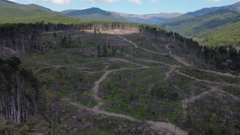 Antena:-Volando-Sobre-Bosques-De-Pinos-Deforestados-En-Un-Valle-De-Colinas-En-Rumania,-Europa-Central