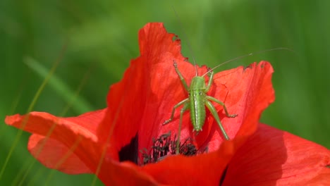 Macro-shot-of-great-green-bush-cricket-resting-on-leaf-of-red-tulip-flower-in-sunlight
