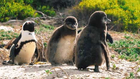 A-penguin-chick-walks-towards-a-littermate-and-kicks-sand-on-a-beach-in-Cape-Town,-South-Africa