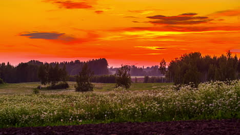 dramatic-orange-twilight-sky-over-a-flowery-foggy-field-in-countryside