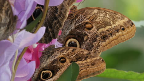 Close-up-of-brown-butterflies-drinking-nectar-on-a-bunch-of-purple-flowers-in-the-Imperial-garden,-Vienna