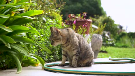 Schläfrige-Getigerte-Katze,-Die-Tagsüber-Auf-Einem-Garten-Sitzt