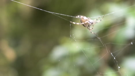 Einzigartige-Spinne,-Die-Sich-In-Einem-Spinnennetz-Mit-Unscharfem-Hintergrund-Bewegt