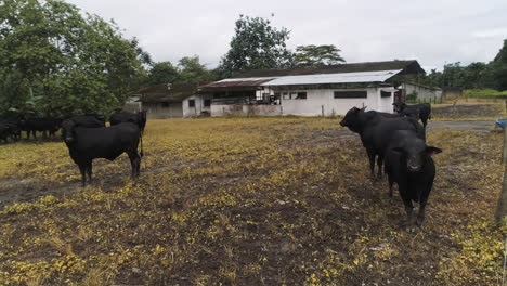 black-bulls-looking-at-the-drone