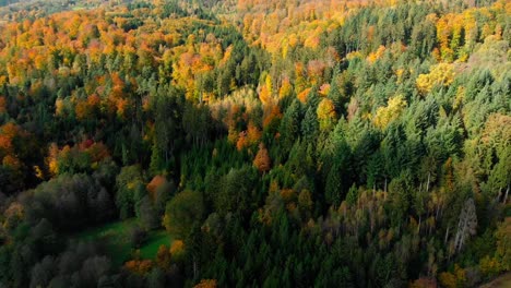 Luftdrohnenansicht-Des-Herbstlaubwaldes