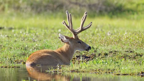 Largest-deer-species,-marsh-deer,-blastocerus-dichotomus-in-its-natural-habitat,-peacefully-resting-and-soaking-in-the-swampy-water-on-a-sunny-day-at-pantanal-biosphere-conservation-area,-brazil