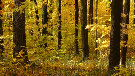 Schöne,-Gelbe-Blätter-Fallen-Von-Bäumen-In-Einem-Wald