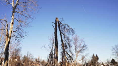 Tree-Broken-In-Half-In-Burnt-Down-Destroyed-Residential-Area-In-Superior-Colorado-Boulder-County-After-Marshall-Fire-Wildfire-Disaster