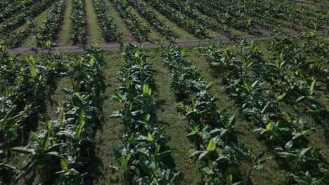 Low-flying-drone-footage-above-a-large-commercial-banana-plantation-in-Costa-Rica