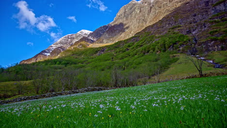 summer-day-timelapse-on-flowery-field-and-mountain-peaks-in-Flam-valley,-Vestland,-Norway