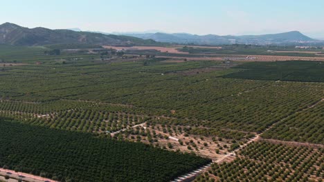Campos-De-Cultivo-De-Cítricos-Verdes-En-El-Mediterráneo-Cerca-De-Algorfa,-España