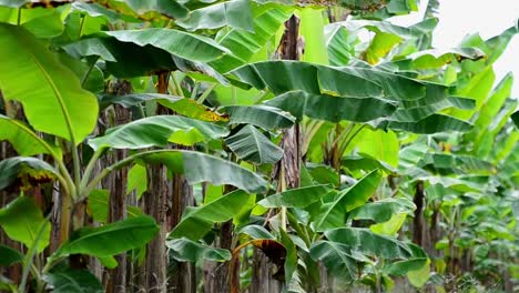 Still-footage-from-inside-a-commercial-banana-plantation-in-Costa-Rica-during-rain-season