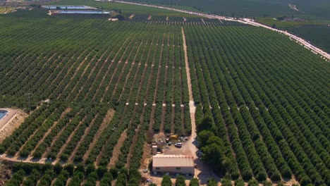 Große-Grüne-Zitrus-Orangen-Anbaureihen-In-Der-Nähe-Von-Algorfa,-Spanien