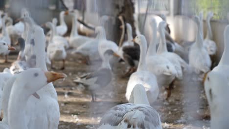Group-Of-White-Domestic-Geese-At-Poultry-Farm-Enclosure