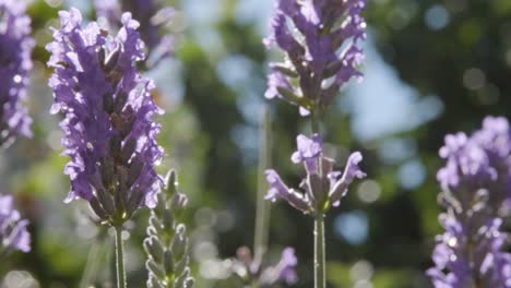 close-view-of-lavender-stems-gently-swaying-in-the-wind