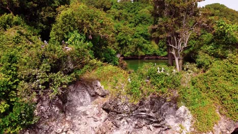 pedestal-shot-of-pelican-nests-in-trees-in-dominican-republic