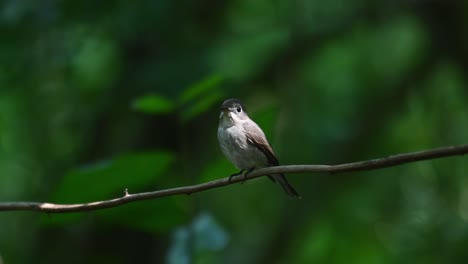 Seen-swinging-on-a-vine-enjoying-the-moment-then-poops-as-a-Warbler-arrives-to-play-with-it-in-Chonburi,-Dark-sided-Flycatcher,-Muscicapa-sibiricai,-Thailand