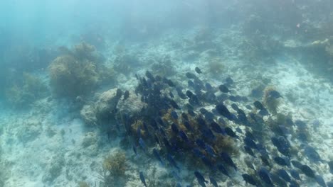 large-school-of-Blue-Tang-in-the-British-Virgin-islands