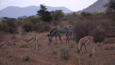 Cebras-Y-Gacelas-En-Un-Parque-Nacional-De-Kenia