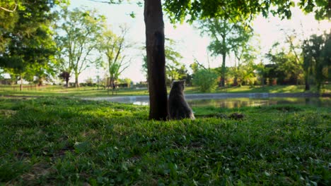 Un-Gato-Escocés-Está-Sentado-En-La-Esquina-De-Un-Pequeño-árbol-Y-Mirando-El-Lago-En-El-Parque
