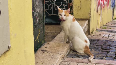 El-Gato-Callejero-Con-Un-Collar-Rosa-Está-Explorando-Curiosamente-Las-Calles-De-Lisboa-Portugal