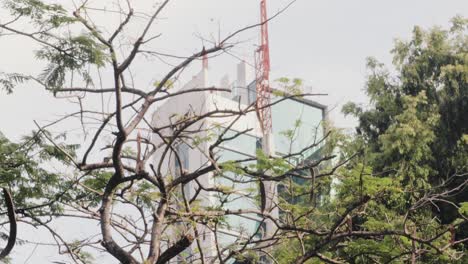 Abstrakte-Aufnahme-Eines-Baumes,-Der-Hintergrund-Gefüllt-Mit-Dem-Betondschungel-Des-Städtischen-Stadtbildes,-Panama-Stadt