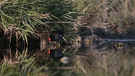 Moorhen-at-the-bird-sanctuary-wandering-for-food