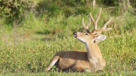 Peaceful-marsh-deer,-blastocerus-dichotomus-with-majestic-antlers,-lying-down-and-taking-an-afternoon-nap-on-lush-green-riverbank-meadow-in-its-natural-habitat-at-pantanal-natural-region,-brazil