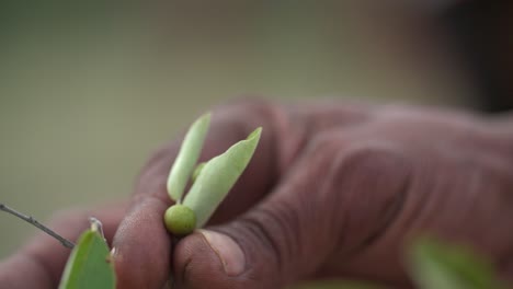 Closeup-of-a-hand-holding-a-berry-and-leaves-between-his-fingers