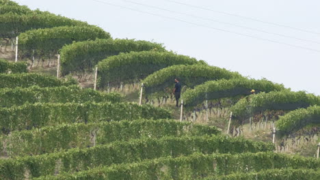 Barolo,-Piamonte-Italia---09-28-2021:-Hombre-Podando-Viñedos-Viticultura,-Agricultura-De-Vid