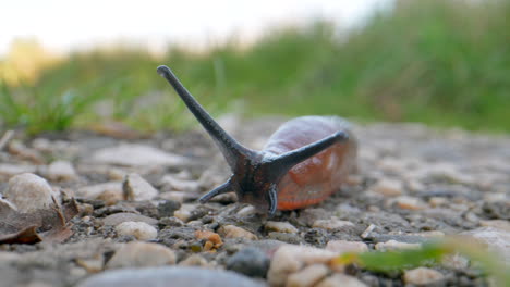 Macro-shot-of-slowly-crawling-Red-Slug-on-stony-ground-in-wilderness-during-sunset---Black-Antenna-and-Red-slimy-body
