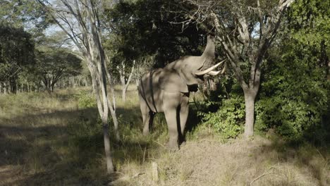 Aerial-of-an-Elephant-trying-to-break-branches-from-a-tree,-Zimbabwe