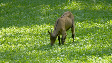 Young-Baby-goat-grazing-on-green-pasture-in-wilderness-during-sunlight,close-up---Valais-Canton,Switzerland
