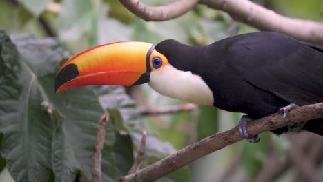 Wildlife-landscape-shot-of-a-black-with-white-throat-toco-toucan,-ramphastos-toco-with-huge-bright-orange-beak,-standing-on-a-wooden-branch-slowly-looking-into-the-camera-in-a-tropical-climate