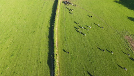Herd-of-cows-run-through-a-field-in-rural-green-countryside