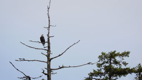 Bald-eagle-perched-on-branch-of-dead-tree