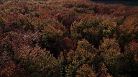 Drone-View-of-a-Beautiful-Landscape,-Forest,-and-Trees---Tilt-Shot-and-Dolly-Shot