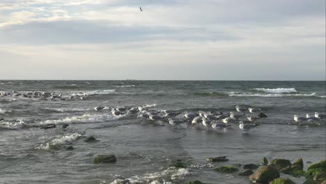 Seagulls-at-the-beach-in-the-evening