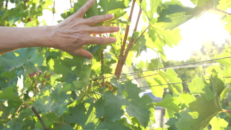 Woman's-hand-in-green-vineyard-agriculture-plant-at-summer