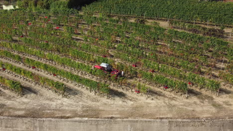 Farmer-harvesting-vineyard-with-tractor-machinery