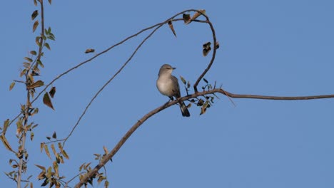 Northern-mocking-bird-singing-on-a-branch-in-Arizona