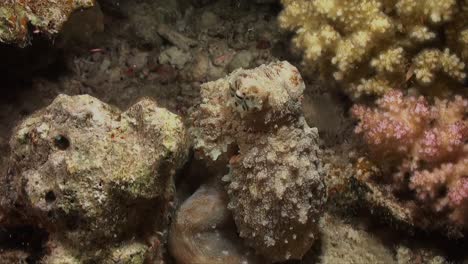 Oktopus-ändert-Seine-Farbe,-Während-Er-Nachts-über-Das-Korallenriff-Läuft