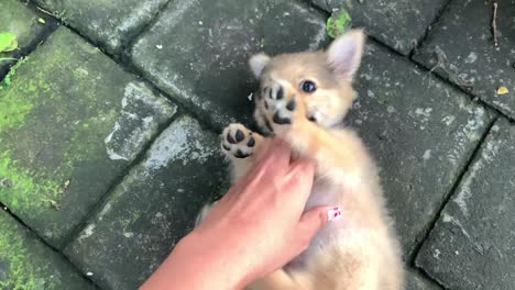 Belly-Rubbing-Tickling-Adorable-Pomeranian-Puppy-Pet-Dog-with-Cute-Paws