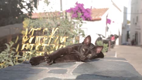 Slow-motion,-close-up-of-black-cat-stretching-outdoors-under-summer-sun-in-city
