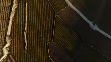 Terraced-vineyards-from-above-during-sunset-with-incredible-contrast-between-light-and-shadow