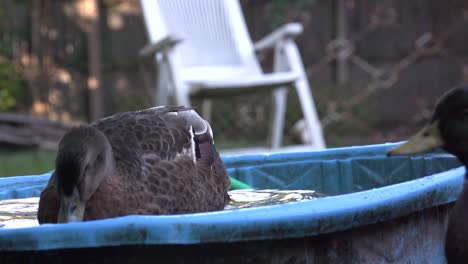 slow-motion-duck-playing-water,-video-poultry-bathing,-black-duck-washing-itself-in-a-bucket-of-water-and-cleaning-feathers