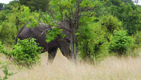 Elefantes-Africanos-Caminando-En-El-Denso-Bosque-Subtropical-De-La-Reserva-De-Caza-Moremi-En-Botswana