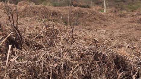 A-field-of-dead-brown-bracken-and-ferns-on-a-hillside